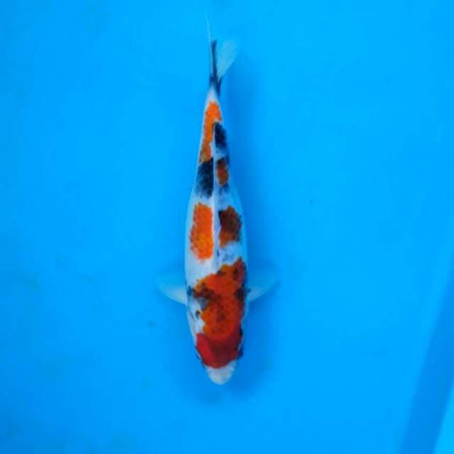 Showa 24 cm