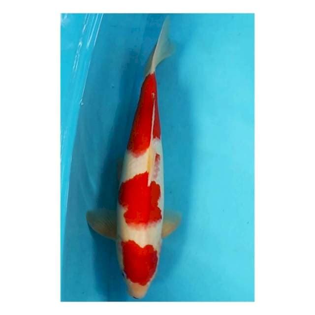 MARUTEN KOHAKU MERAH DARAH