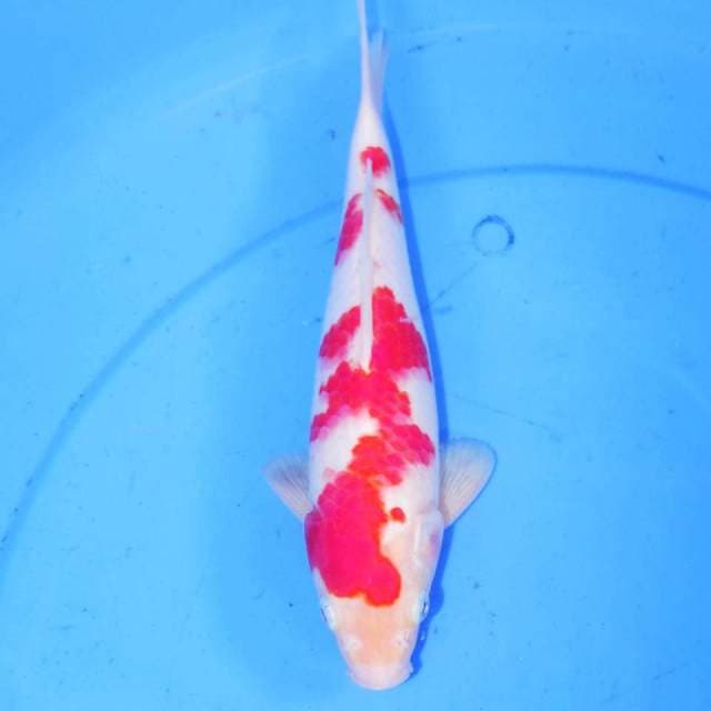 KOHAKU