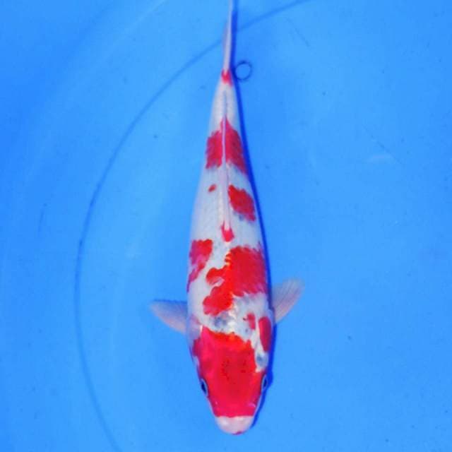 32cm GHOSHIKI