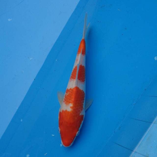 Sandan Kohaku Ori F1