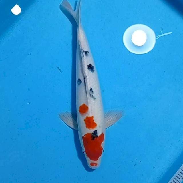 Kuchibeni sanke 36 cm