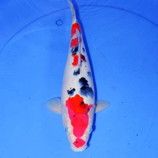 30cm SANKE
