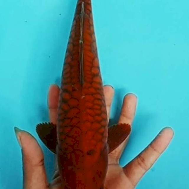 Cagoi sisik naga 30cm
