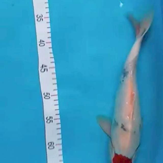 Tanco Showa kategoi 32cm