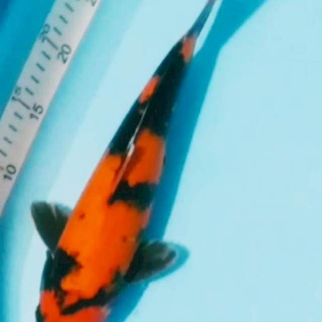 HI UTSURI