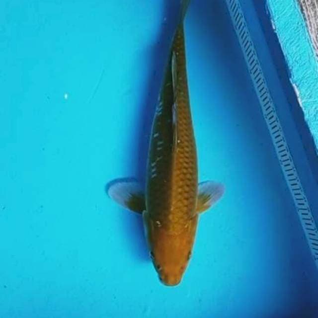 CAGOI TEMBAGA