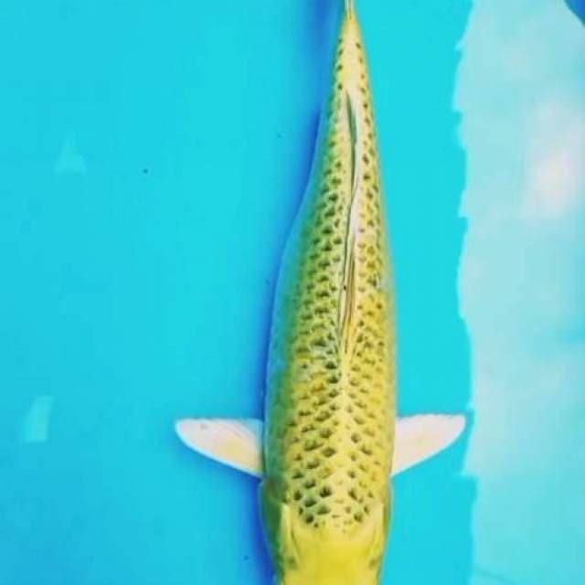 MUKASI 38cm