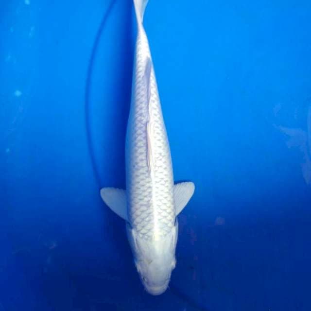 Platinum 26 cm