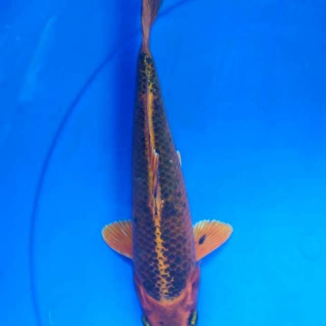 Matshuba 25 cm