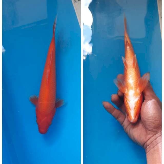 Benigoi 23cm