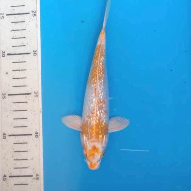 Hariwake ginrin 20cm