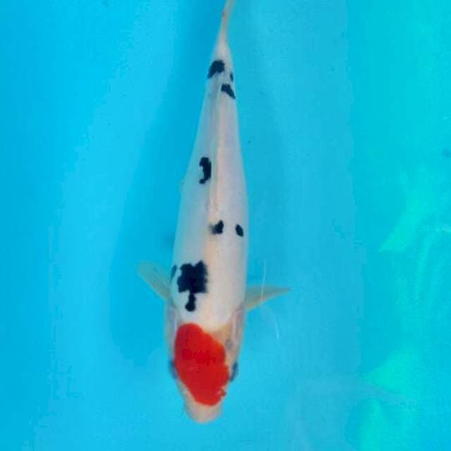 Tancho 24 cm