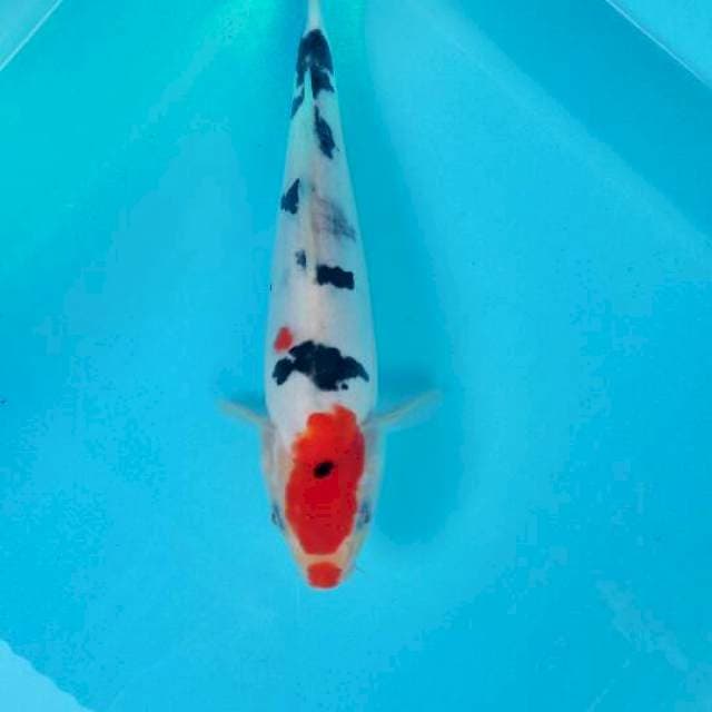 Tancho showa 23 cm