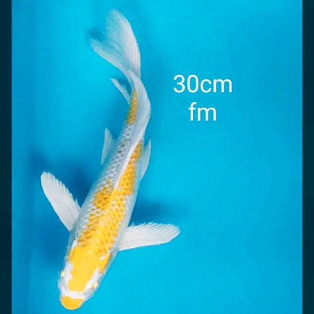 Kumpay hariwake jos 30cm