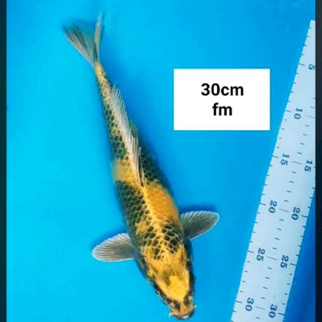 Kin showa strong 30cm