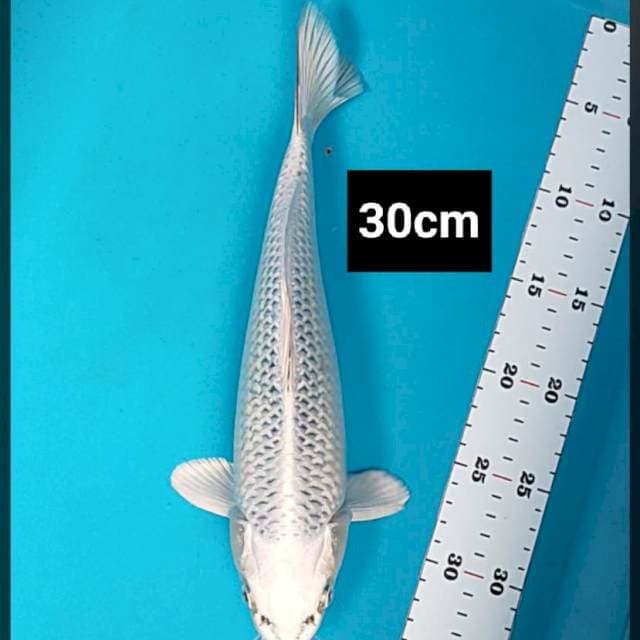 Gin matsuba ring jos 30cm