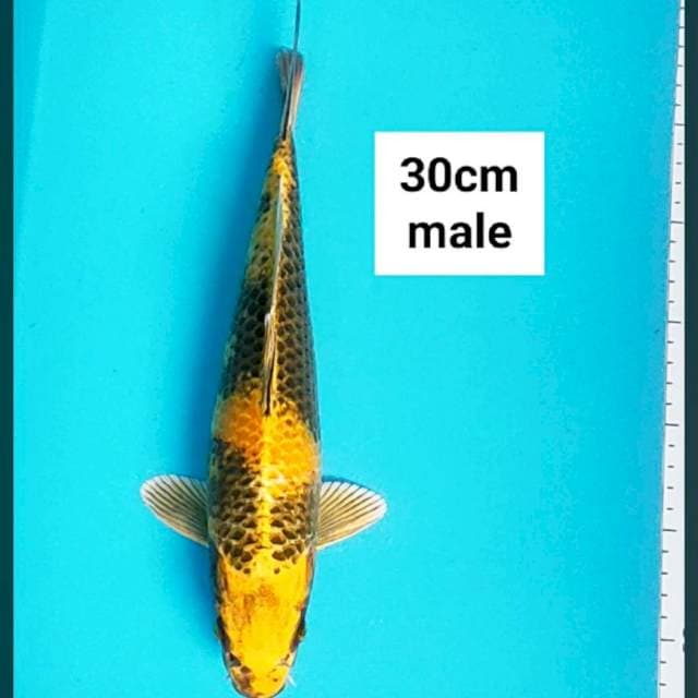 Kin showa strong 30cm male