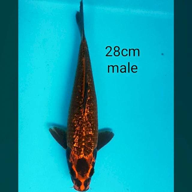 Antik kawari ginrin 28cm male