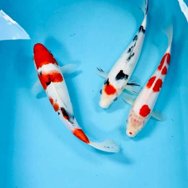 Mix koi, 25Bu