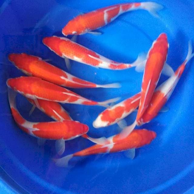 Kohaku 25-30