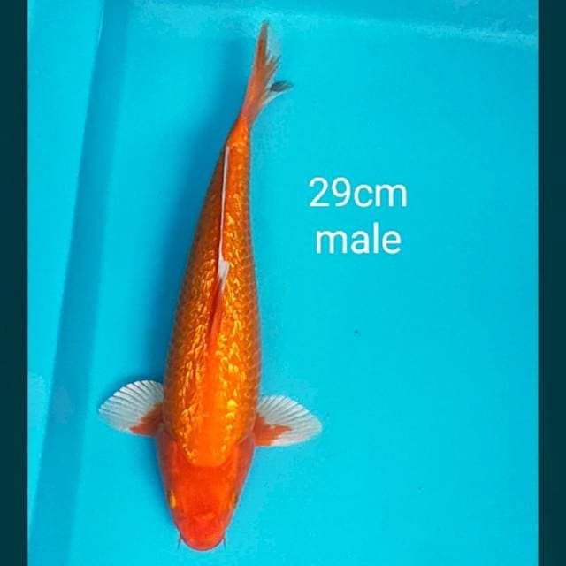 Hajiro jos 29cm male
