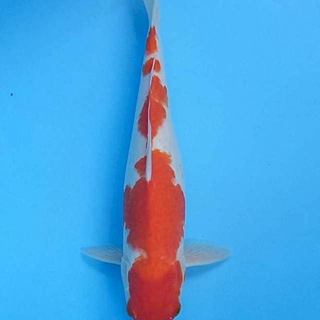Kohaku 39cm