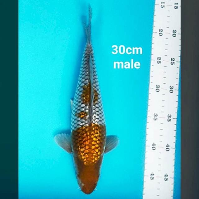 Ochiba ginrin strong 30cm male