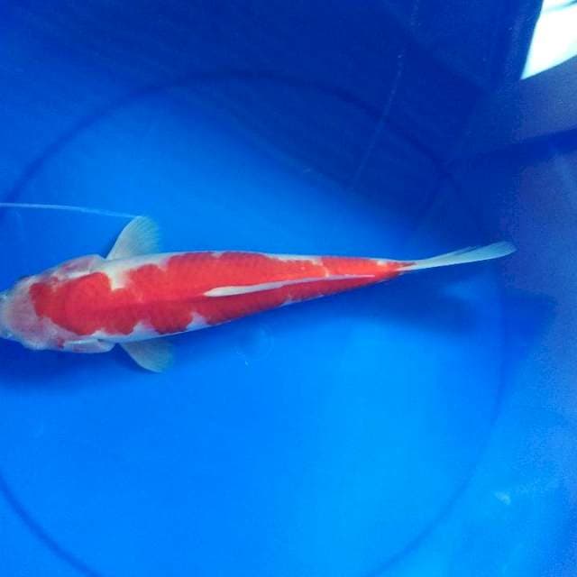 Kohaku 30cm