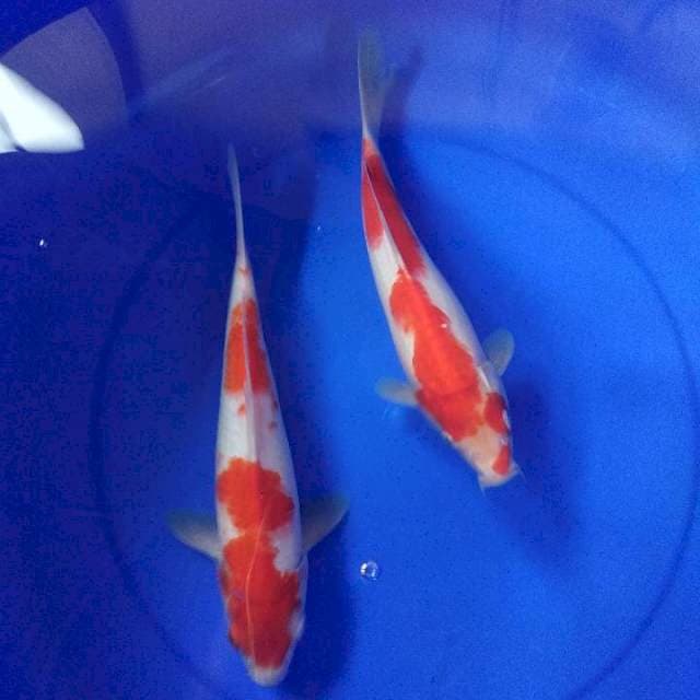 Kohaku 26cm