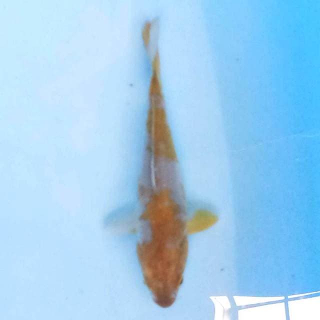 ochiba 14 cm