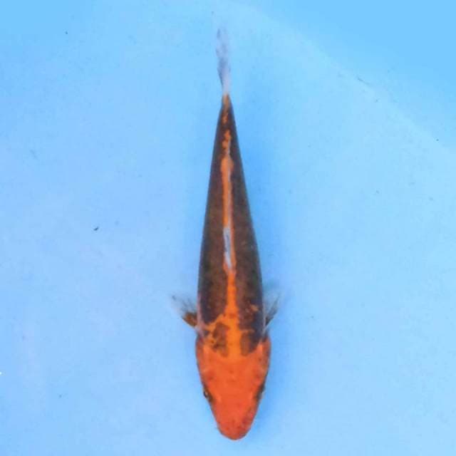 benikumon 21 cm