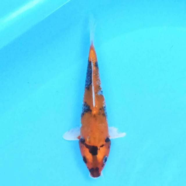 kin showa 23 cm