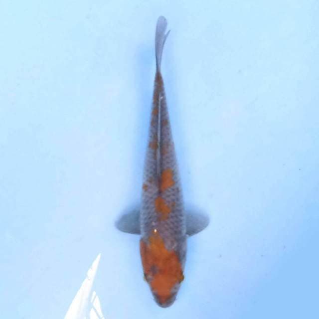 ochiba 20 cm