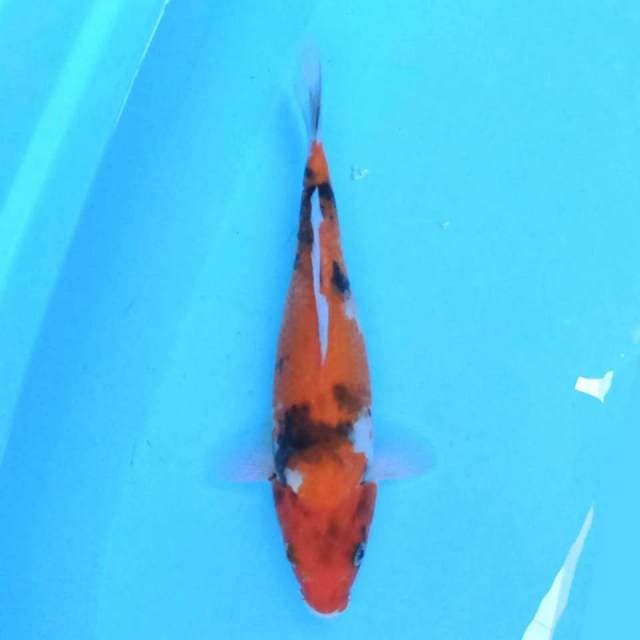 showa 27 cm