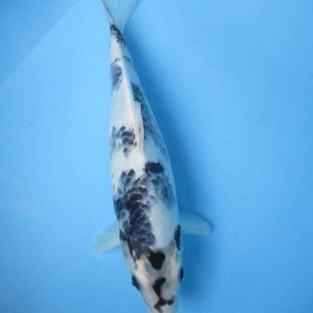 Shiro utsuri 32cm