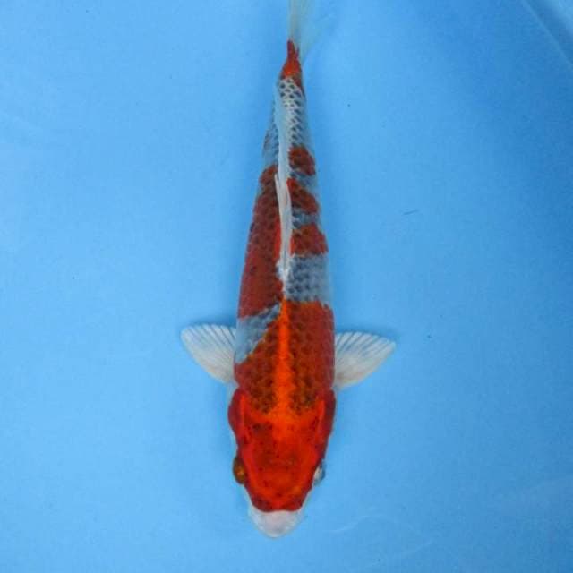 Hikari