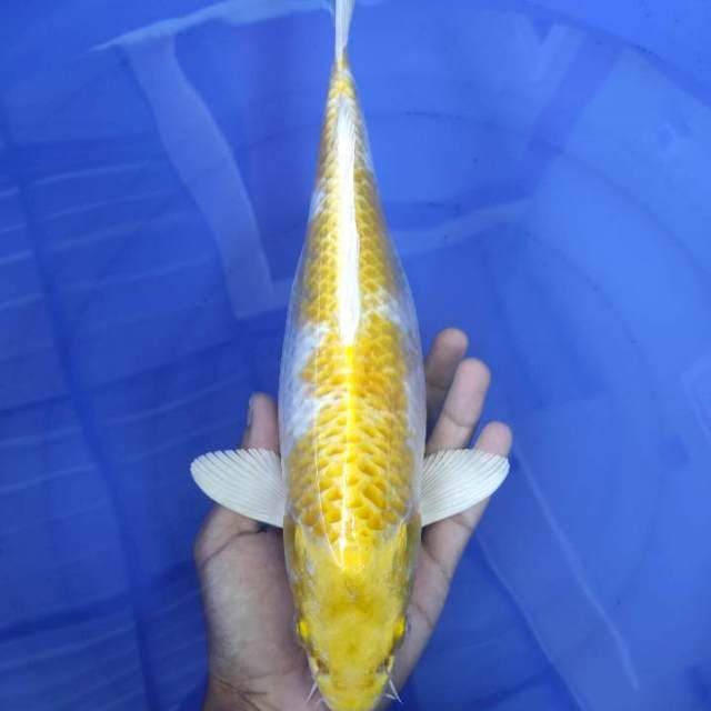 Hariwake Joss 33cm