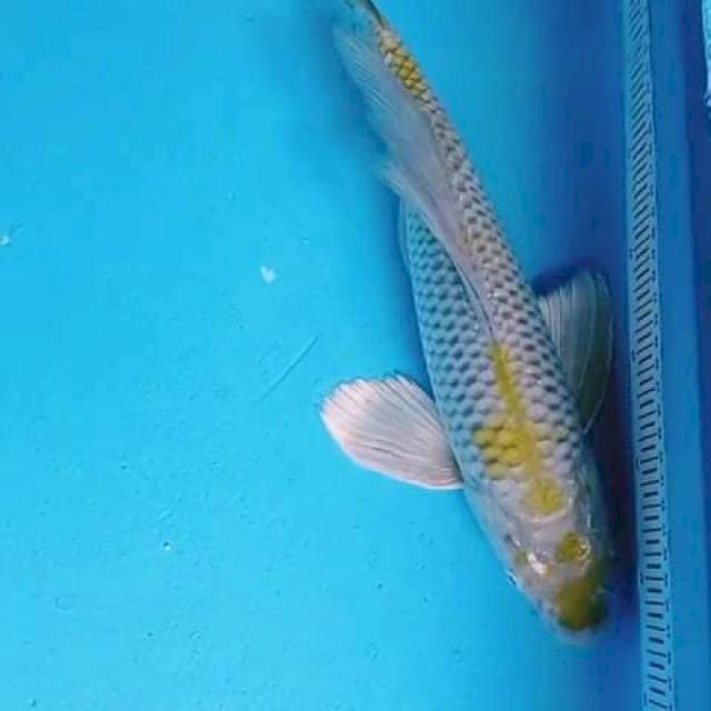 jumbo kumpay uchiba 43cm jantan