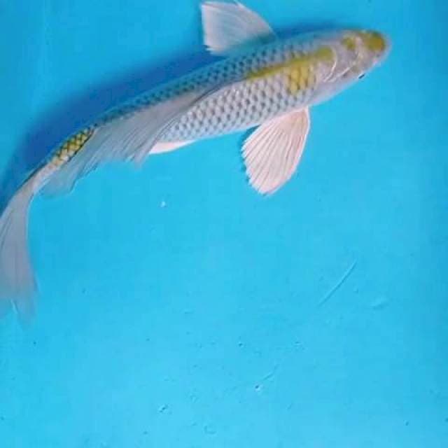 jumbo kumpay uchiba 43cm jantan
