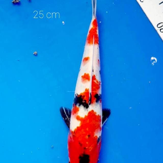 Showa 25 cm
