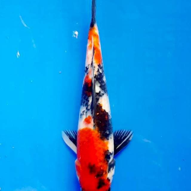 Showa 28 cm