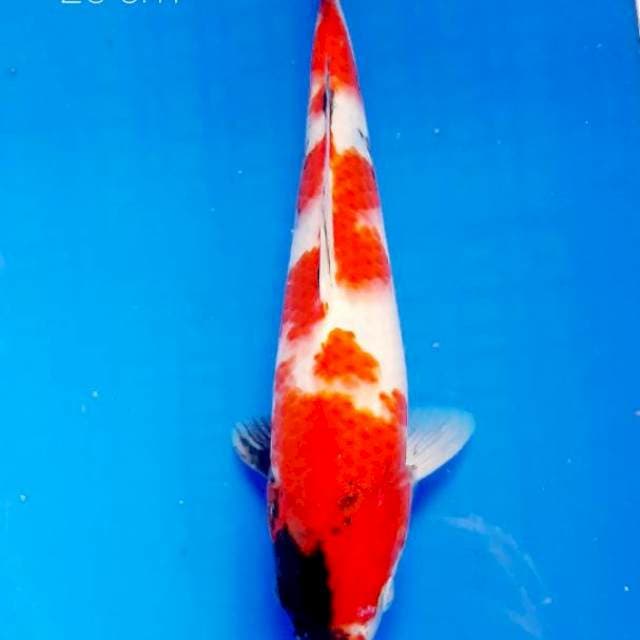 Showa 25 cm