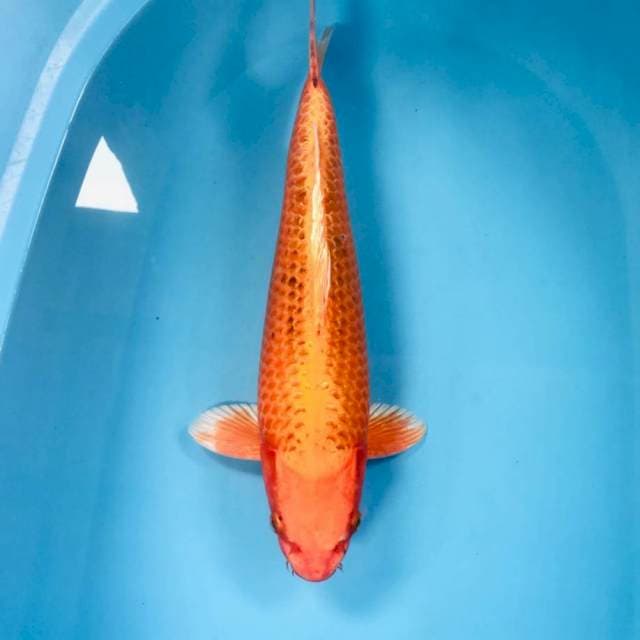Ogon, 41 cm