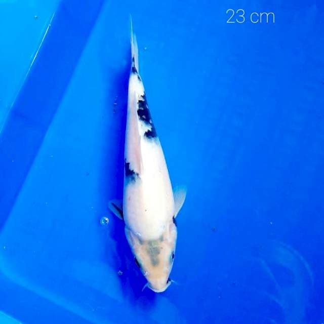 Shiro 23 cm