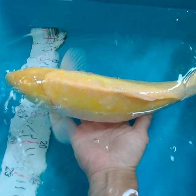 Karashi Aragoke 37cm