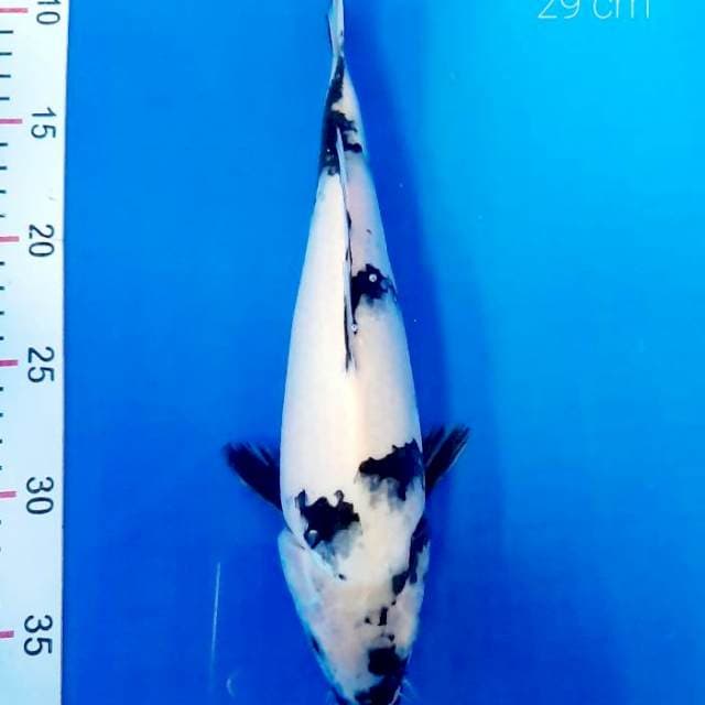 Shiro 25 cm