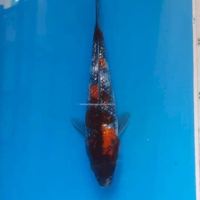 Showa gindrin 18cm