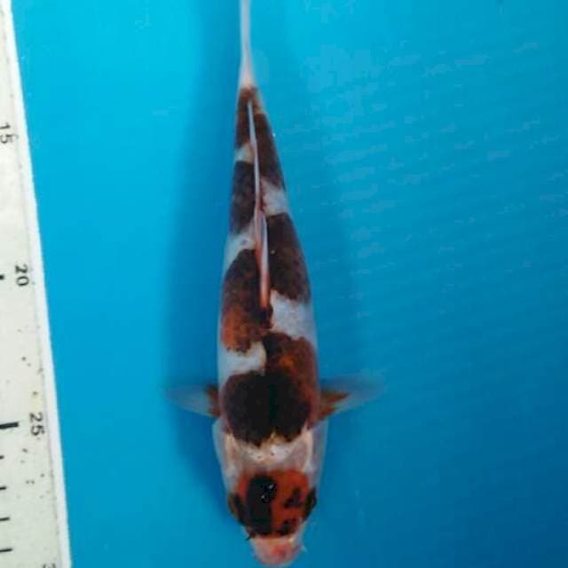 goromo