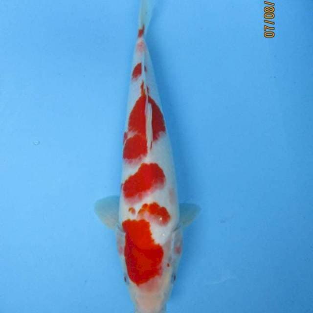 Kohaku